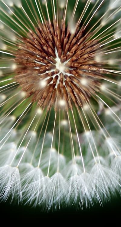 Planting and growing fragrant flower seeds for beautiful blooms.