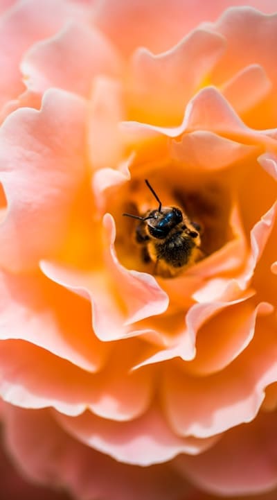 Growing shade-tolerant cut flower seeds for a vibrant garden