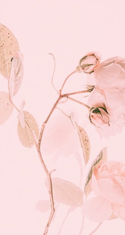 Choosing the right flower seeds for a vibrant cottage garden.