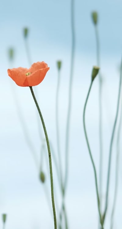 Vibrant and diverse cottage garden flower seeds