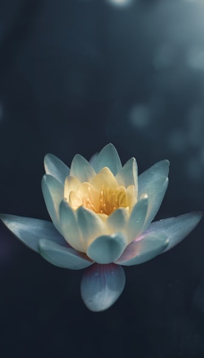 Perennial flower seeds offer a burst of vibrant colors.