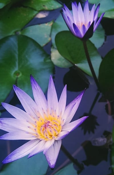 Perennial flowers from seed offer a wide range of benefits