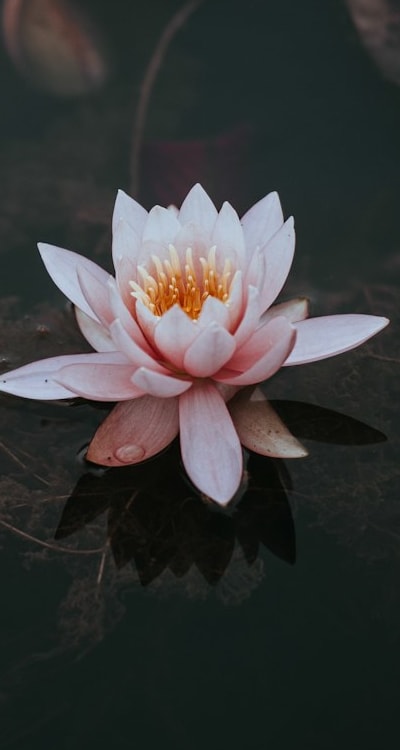 Unleash your creativity with a diverse garden of flowers.