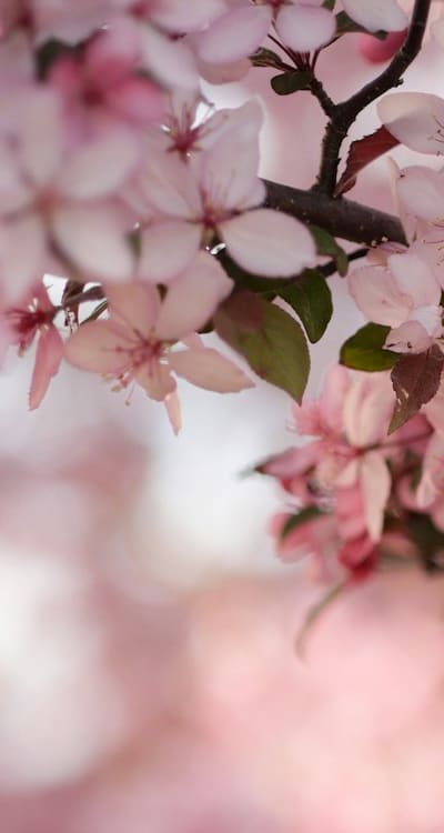 Container garden with fragrant flower seeds
