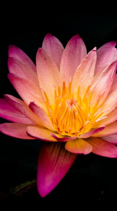 Preventing pests and diseases for healthy flower seeds