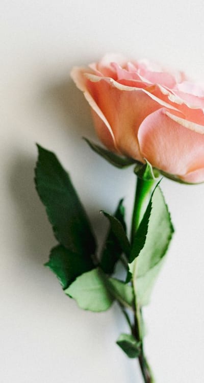 Exploring the diverse array of annual flowers.