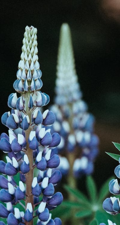 Preserving biennial flower varieties for future generations