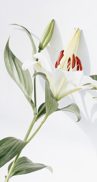 Choosing rare cut flower seeds based on climate and conditions.