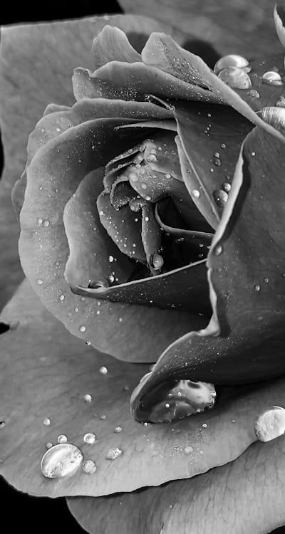 Exploring the world of organic cut flower seeds