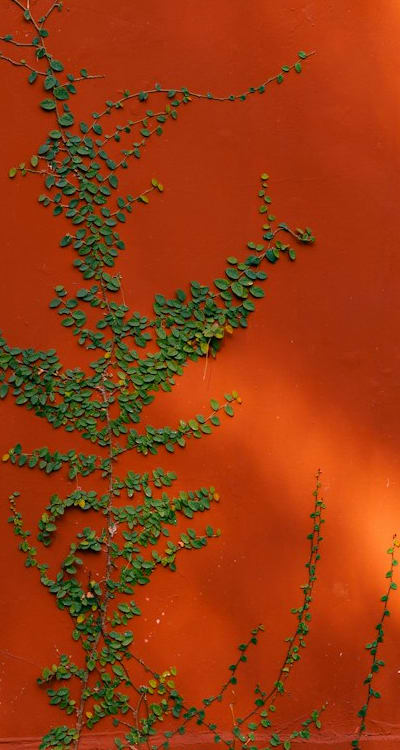 A beautiful flowering vine with vibrant blossoms.