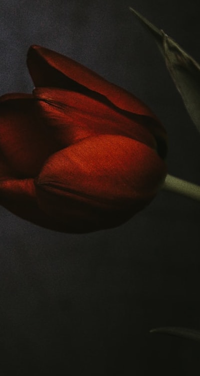 Alt Text: Beautiful shade-loving annual flowers brighten up a garden.