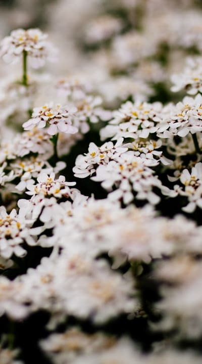 Aphid-infested flowers in a cottage garden