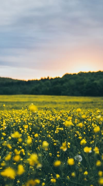 Biennial flowers may be susceptible to pests and diseases.