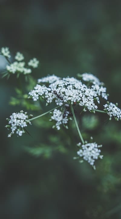 Preventing pests and diseases in your annual flowers.