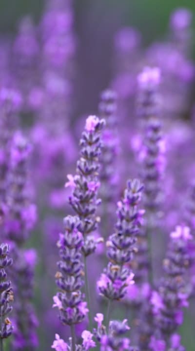 Harvested and dried fragrant flowers for aromatherapy use