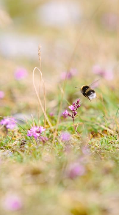 Tips for attracting pollinators to your organic garden.