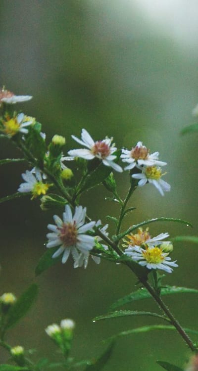 Growing biennial flowers on vertical structures