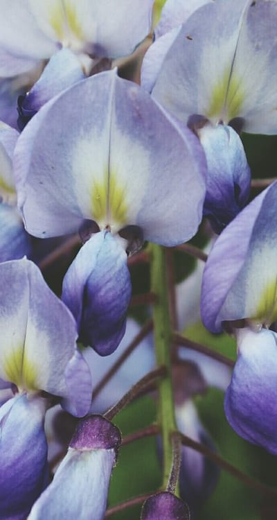 Blooming biennials provide continuous beauty all season.