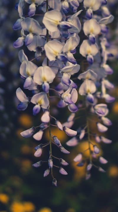 Beautiful biennial flowers bring joy to your garden