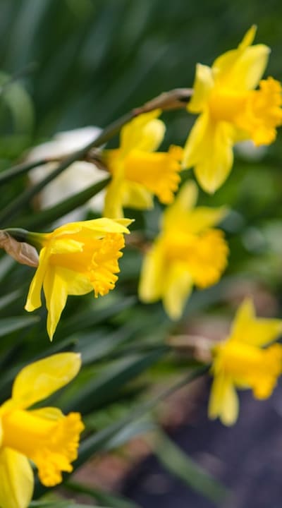 Natural pest control and disease prevention in a cottage garden