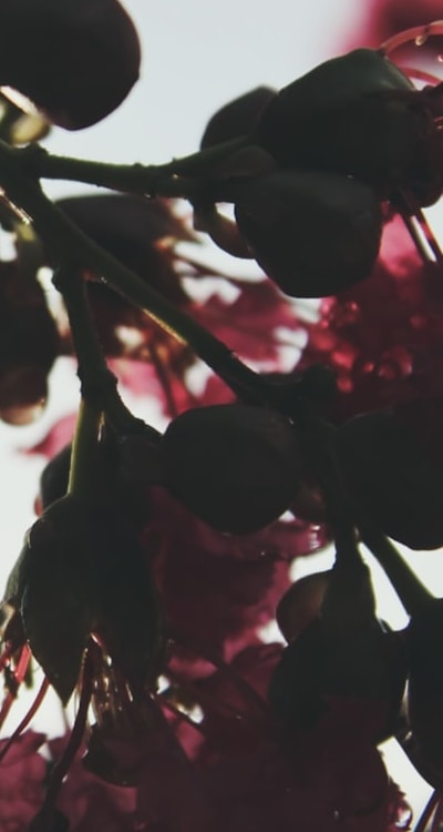 Colorful annual flowers perfect for urns.