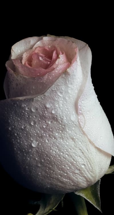 Arranging hand-picked blooms in a stunning bouquet.