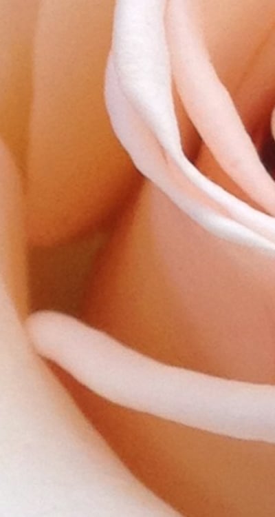 Organic cut flower seeds: nurturing natures beauty.