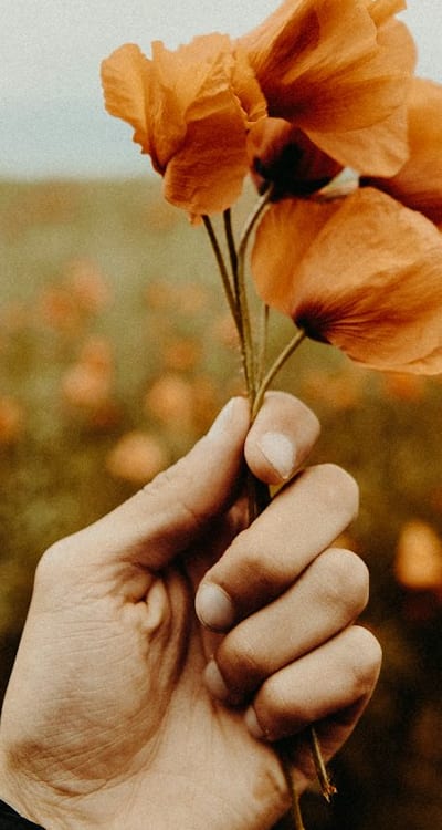 Vibrant drought-tolerant annual flowers add beauty while conserving water.