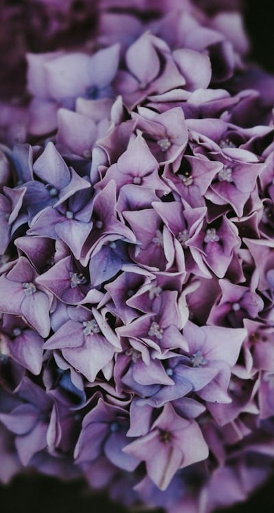 A charming cottage garden flower edging