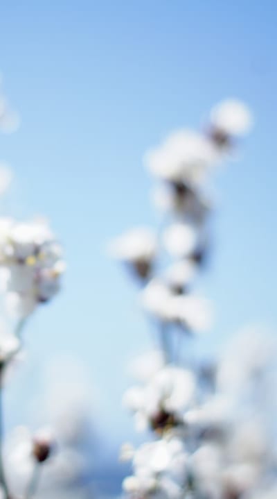 Create stunning floral arrangements with fragrant flowers.