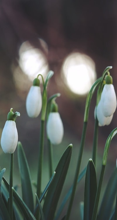 Alt text: Delightful fragrant flowers in vibrant colors