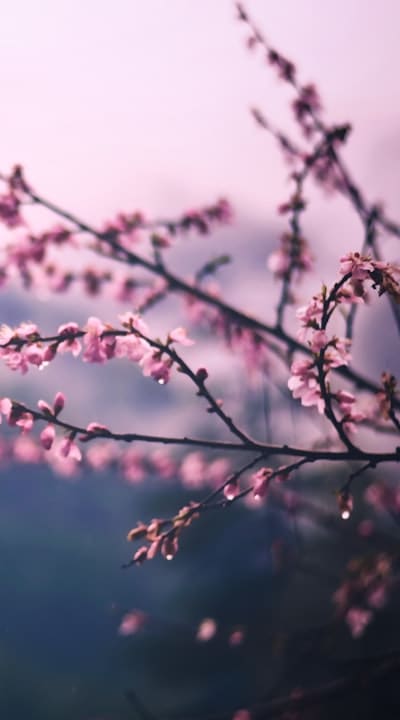 Fragrant flowers ready for harvest and enjoyment