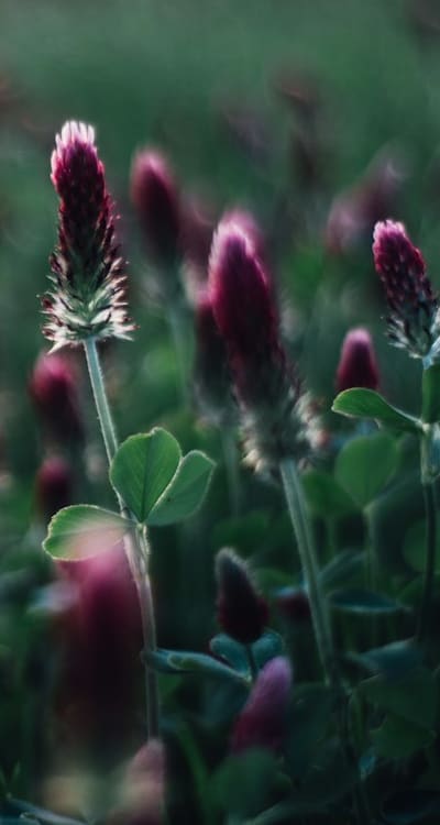 Organic pest and disease management for biennial flowers.