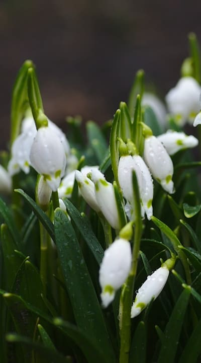 Promote continuous blooming by pruning and deadheading biennial flowers.