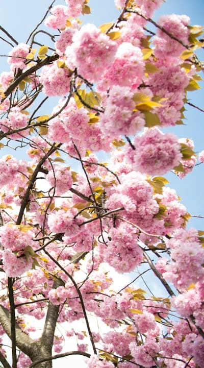 Sunny spots, shady corners: Evaluating growing conditions for cottage garden flowers