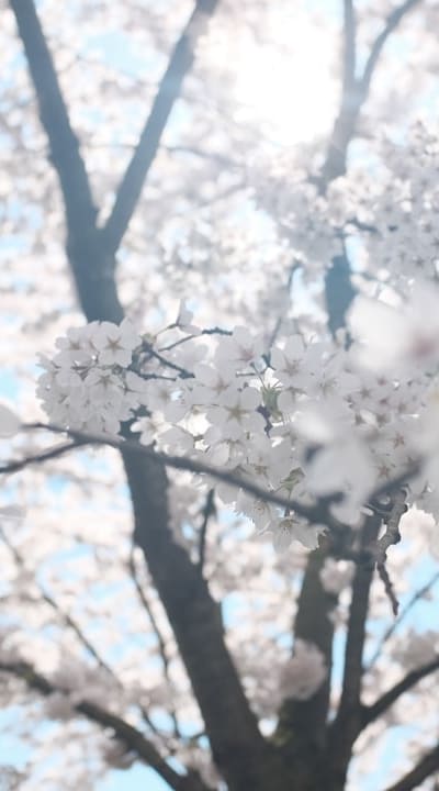 Vibrant marigolds repel pests and attract beneficial insects.
