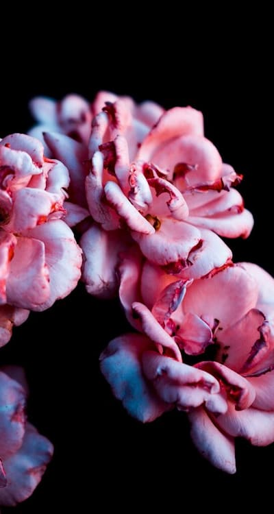 Insecticidal soap, Neem oil