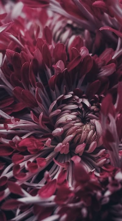 Tips for Overwintering Biennial Flowers: Extend Blooming Period and Save Costs