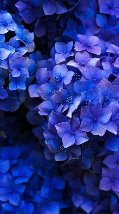 Low-maintenance flower, Nasturtiums