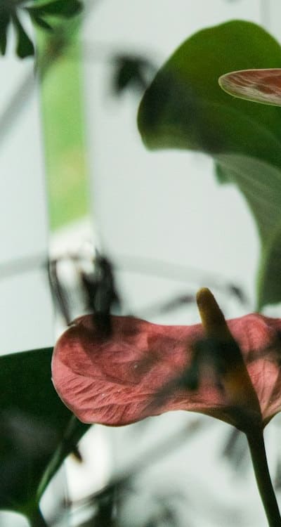 Uncommon and exotic flower seeds for unique arrangements