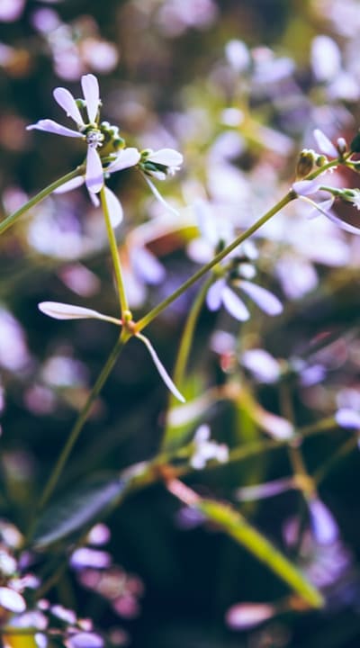 Explore the endless possibilities of growing annual flowers.