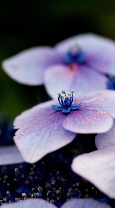 Winter flowers bring color and cheer to the season