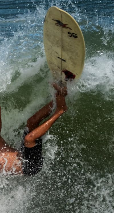 A captivating display of diverse perennial flowers.
