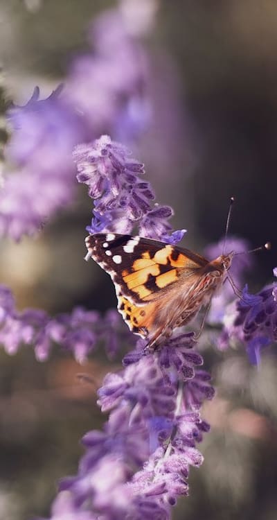 Tips for keeping your garden healthy and thriving