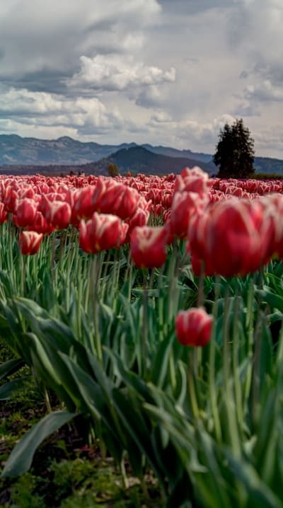 Blooming flowers in all their vibrant colors.