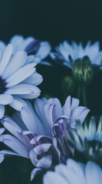 Disease prevention and treatment for cottage garden flowers