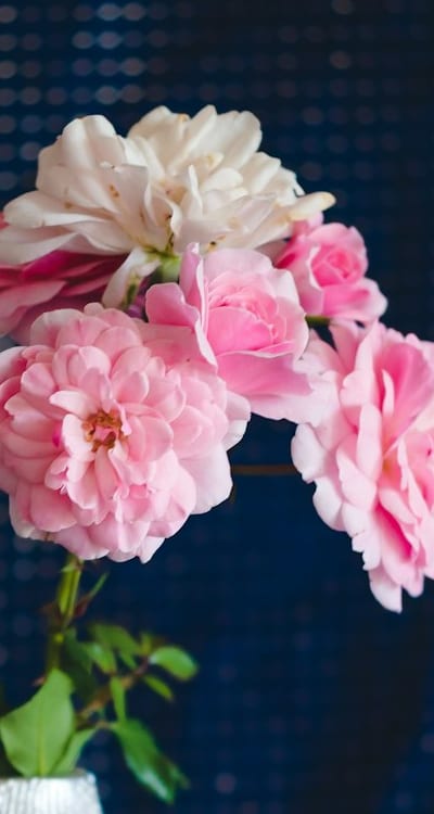 Alt text: Beautiful roses in various colors.