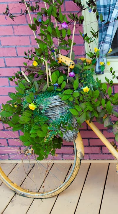 Growing cottage garden biennial flowers from seeds