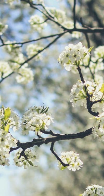 Explore endless possibilities with the perfect flower seeds.