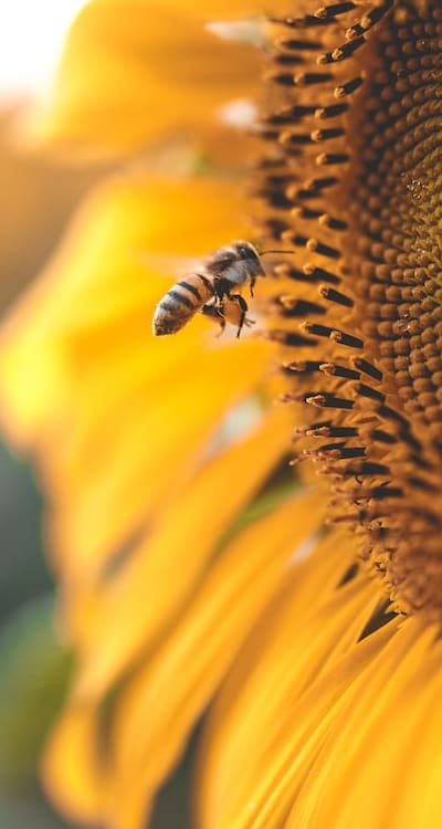 Tips for Choosing Fragrant Flower Seeds